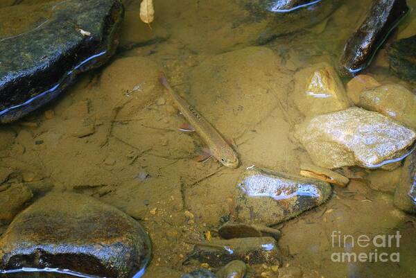 Brook Trout Art Print featuring the photograph Appalachian Native by Randy Bodkins