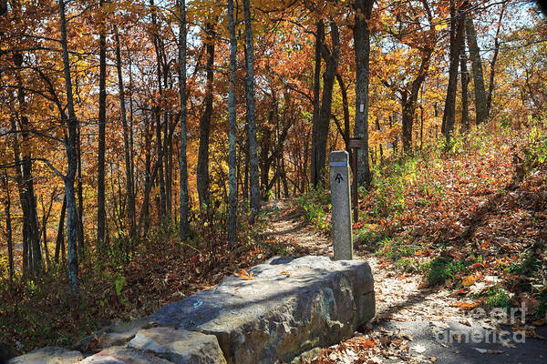 Appalachian Trail Art Print featuring the photograph Appalachian Trail in Shenandoah National Park by Louise Heusinkveld
