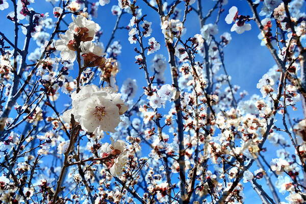 Glenn Mccarthy Art Print featuring the photograph Apricot Blossoms by Glenn McCarthy Art and Photography