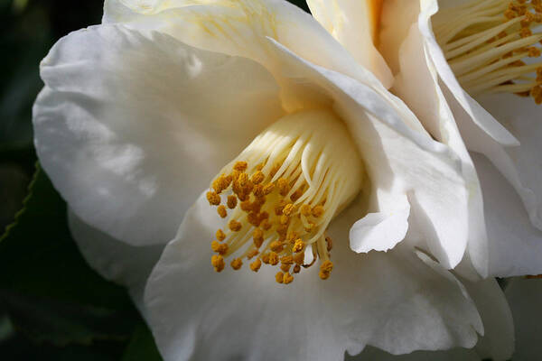 April Snow Camellia Art Print featuring the photograph April Snow Camellia by Tammy Pool