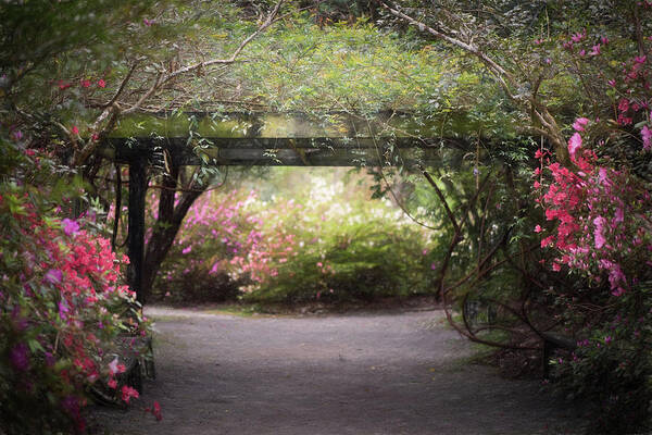 Lowcountry Springtime Art Print featuring the photograph Arbor Walk by Kim Carpentier