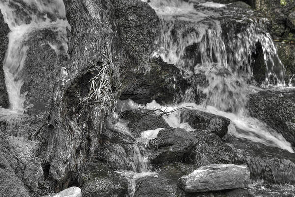 Water Art Print featuring the photograph Arboretum Waterfall BW by Richard J Cassato