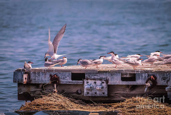 Wildlife Art Print featuring the photograph Arctic tern on Hampton River by Claudia M Photography