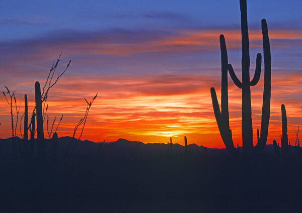Usa Art Print featuring the photograph Arizona desert sunset by Gary Corbett