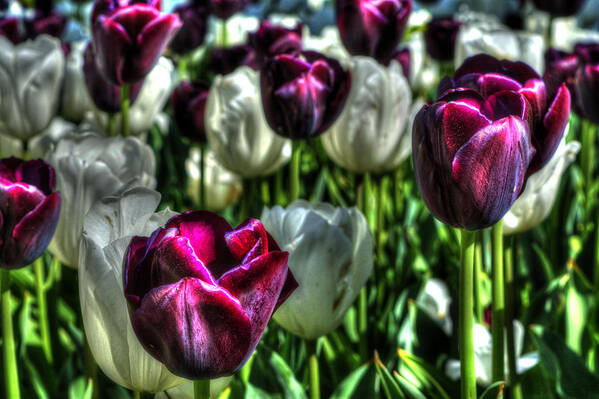 Royal Art Print featuring the photograph Artistic Purple and White Tulips by FineArtRoyal Joshua Mimbs