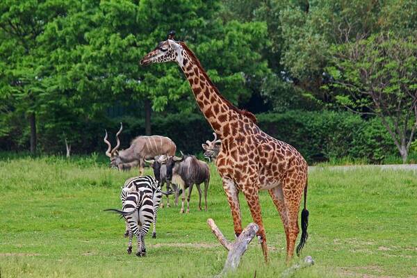 Giraffe Art Print featuring the photograph As Long As We're Together by Michiale Schneider