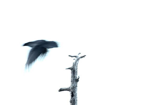 Nature Art Print featuring the photograph As The Crow Flies by Kreddible Trout