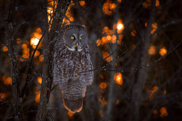 Owl Art Print featuring the photograph As The Sun Goes Down by Nick Kalathas