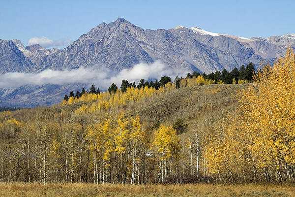 Tetons Art Print featuring the photograph Aspen colours by Shirley Mitchell