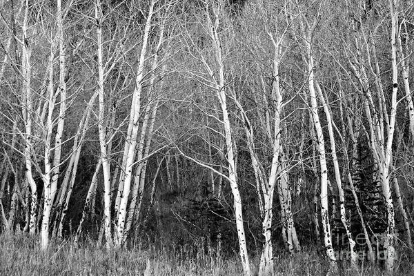 Aspen Art Print featuring the photograph Aspen Forest Black and White Print by James BO Insogna