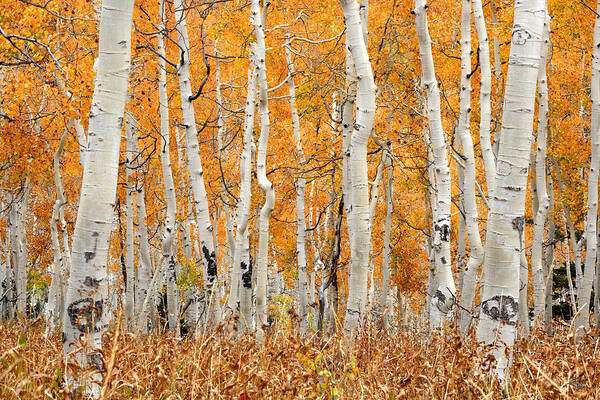 Aspen Art Print featuring the photograph Aspen Forest in Fall by Brett Pelletier