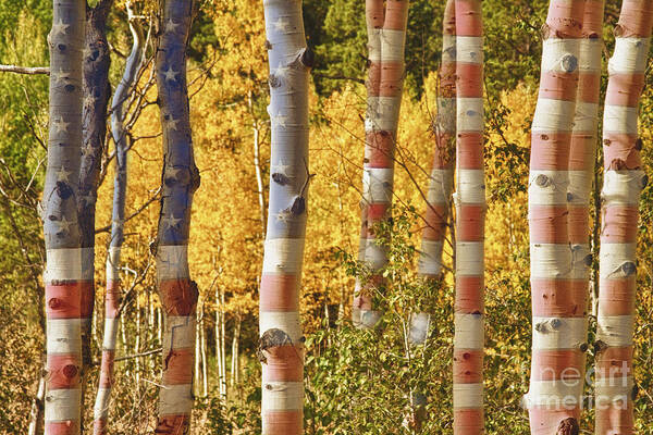 Usa Art Print featuring the photograph Aspen Gold Red White and Blue by James BO Insogna