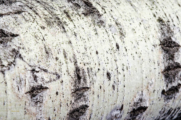 Aspen Tree Art Print featuring the photograph Aspen Tree Bark by Christina Rollo