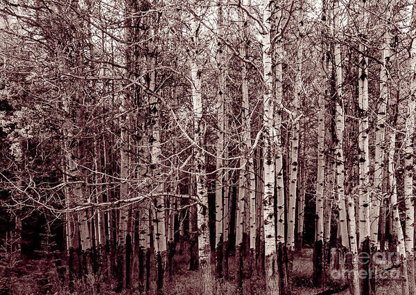Aspen Art Print featuring the photograph Aspen Trees Canadian Rockies Duo Tone by Blake Webster