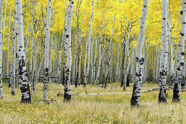 Aspen Art Print featuring the photograph Aspen Trees in Yellow by Tibor Vari