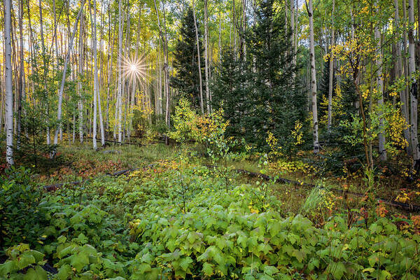 Aspen Art Print featuring the photograph Aspens In Autumn 5 - Santa Fe National Forest New Mexico by Brian Harig
