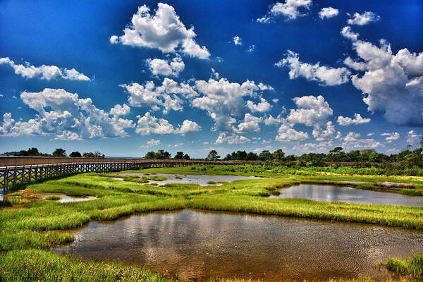 Wetlands Art Print featuring the photograph Assateague Summer by Kathi Isserman