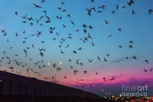 Round Rock Bat Images Art Print featuring the photograph At dusk the Round Rock bats fly out from the I-35 bridge at McNe by Dan Herron