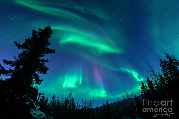 Northern Lights Art Print featuring the photograph Aurora Borealis above the Pines by Joanne West