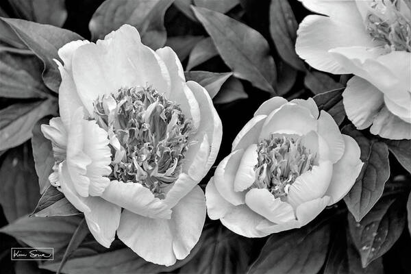 Black And White Art Print featuring the photograph Authentic Beauty by Kim Sowa