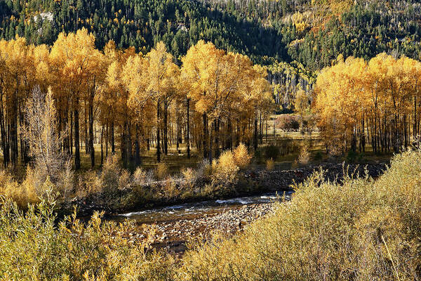 Aspens Art Print featuring the photograph Autumn Along the River III by Leda Robertson