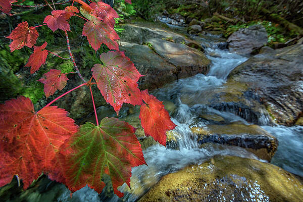 Maple Leaf Art Print featuring the photograph Autumn at Katahdin Stream by Rick Berk