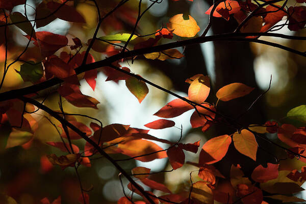 Fall Leaves Art Print featuring the photograph Autumn Changing by Mike Eingle