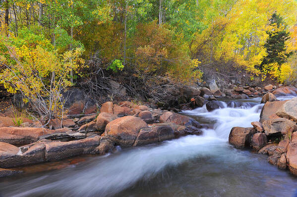 Fall Art Print featuring the photograph Autumn color in Bishop by Dung Ma