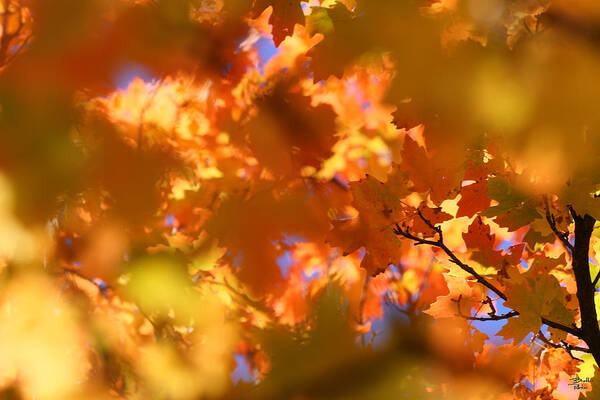 Landscape Art Print featuring the photograph Autumn Colors and Leaves by Brett Pelletier