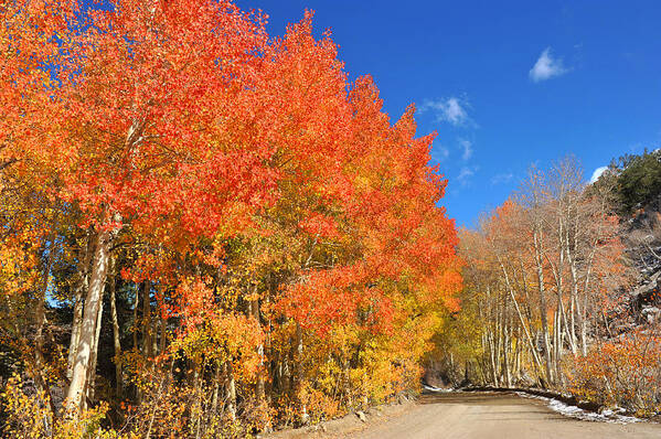 Bishop Creek Art Print featuring the photograph Autumn colors by Dung Ma