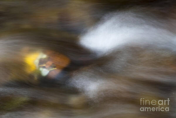 Leaves Art Print featuring the photograph Autumn Concealed by Michael Dawson