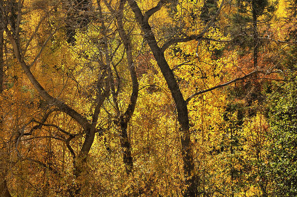 Landscape Art Print featuring the photograph Autumn Cottonwood Thicket by Ron Cline