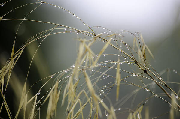 Autumn Art Print featuring the photograph Autumn dew on grass by Spikey Mouse Photography