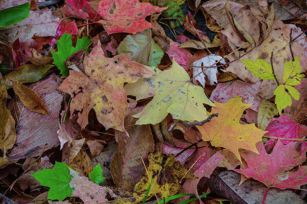 Autumn Art Print featuring the photograph Autumn - Fallen Leaves by Bill Cannon