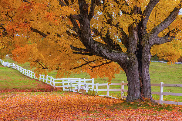 Autumn Art Print featuring the photograph Autumn Farm Tree by White Mountain Images