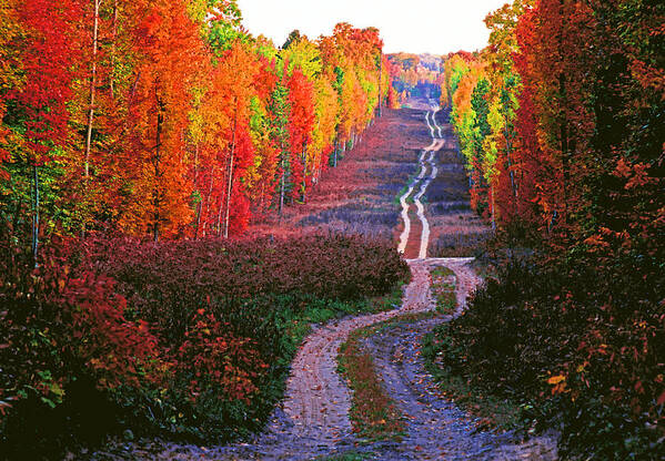 Michigan Art Print featuring the photograph Autumn Forest Track by Dennis Cox