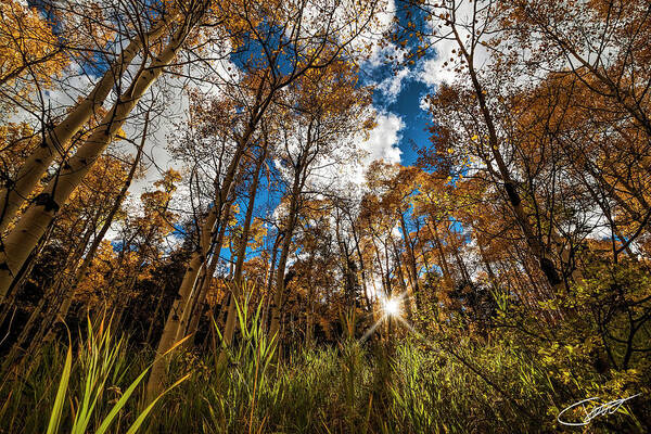 Tree Art Print featuring the photograph Autumn glow by Jeff Niederstadt