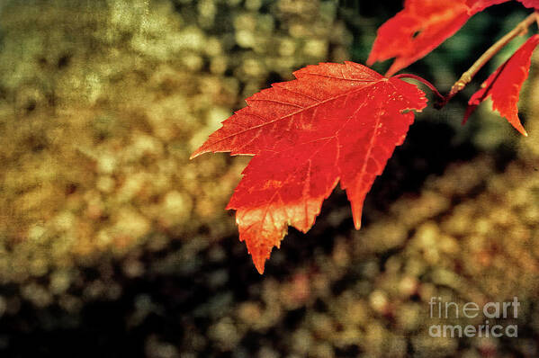 Fall Foliage Art Print featuring the photograph Autumn Gold by Anita Pollak