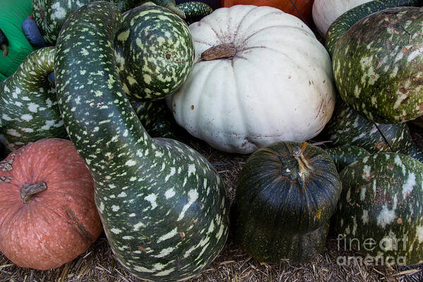Gourds Art Print featuring the photograph Autumn Gourds by Suzanne Luft