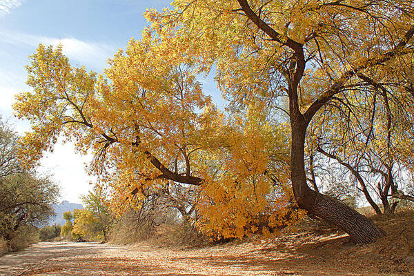 Autumn Art Print featuring the photograph Autumn in CDO Wash by Greg Taylor