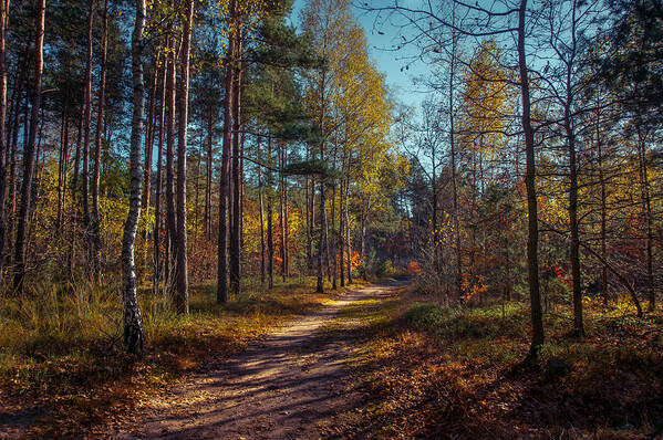 Poland Art Print featuring the photograph Autumn in the Woods by Dmytro Korol