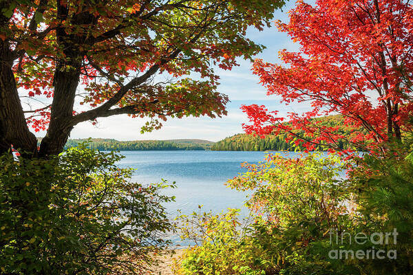 Fall Art Print featuring the photograph Autumn lake by Elena Elisseeva