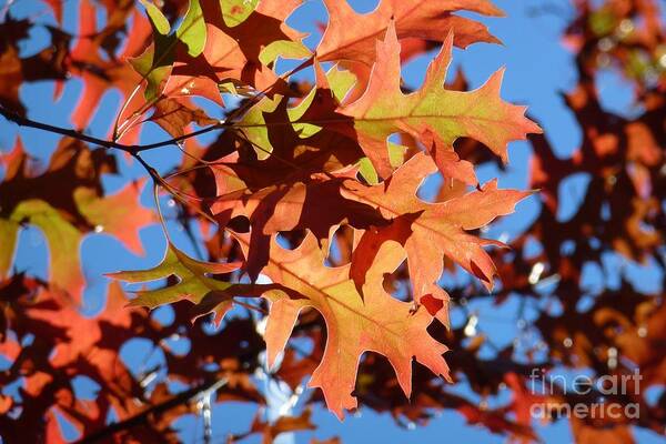 Autumn Art Print featuring the photograph Autumn Leaves 17 by Jean Bernard Roussilhe