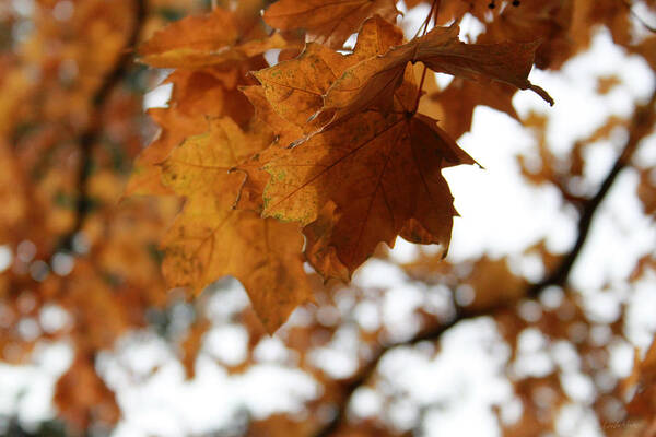 Autumn Art Print featuring the photograph Autumn Leaves- by Linda Woods by Linda Woods