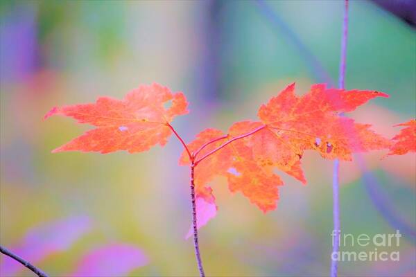 Autumn Art Print featuring the photograph Autumn Leaves by Merle Grenz