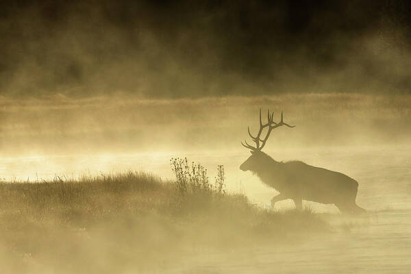 Bull Elk Art Print featuring the photograph Autumn Splendor by Sandy Sisti