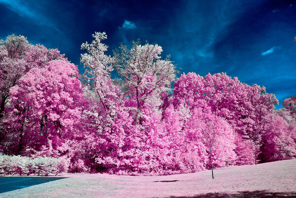Infrared Art Print featuring the photograph Autumn Trees in Infrared by Louis Dallara