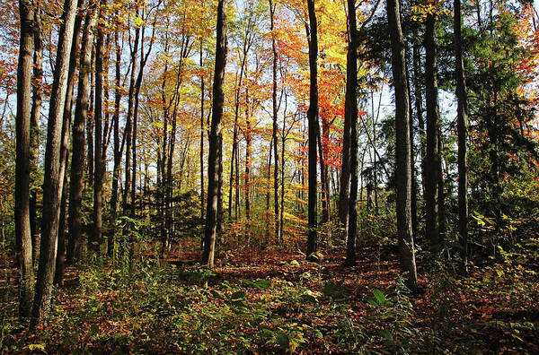 Autumn Art Print featuring the photograph Autumn Woodland by Debbie Oppermann