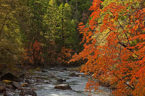 Autumn Art Print featuring the photograph Autumn Yosemite NP California by Robert Dayton