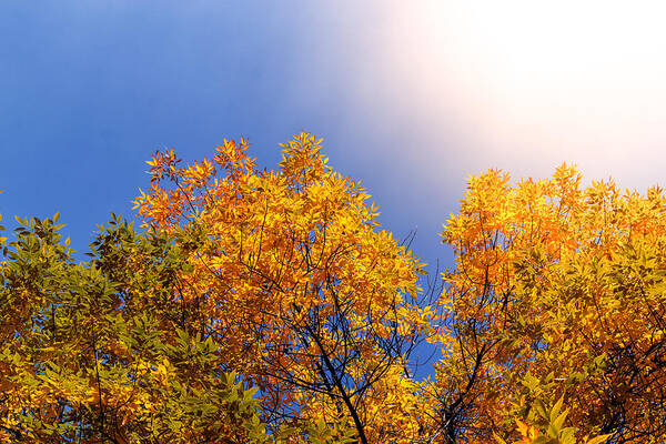 Autumn Art Print featuring the photograph Majestic Autumnal Flare by John Williams